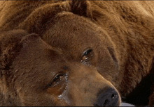 Crying Bear
